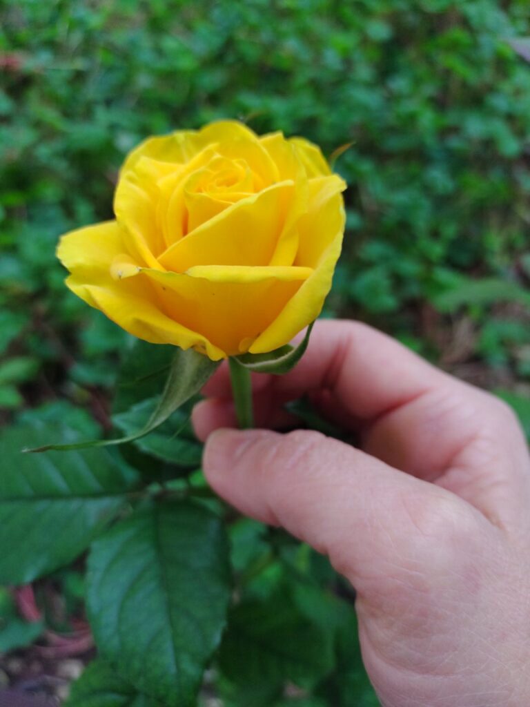 SENHOR, ACEITA A OFERENDA DA MINHA VIDA!